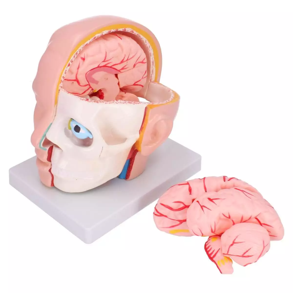  Anatomisch hoofdmodel met hersenen