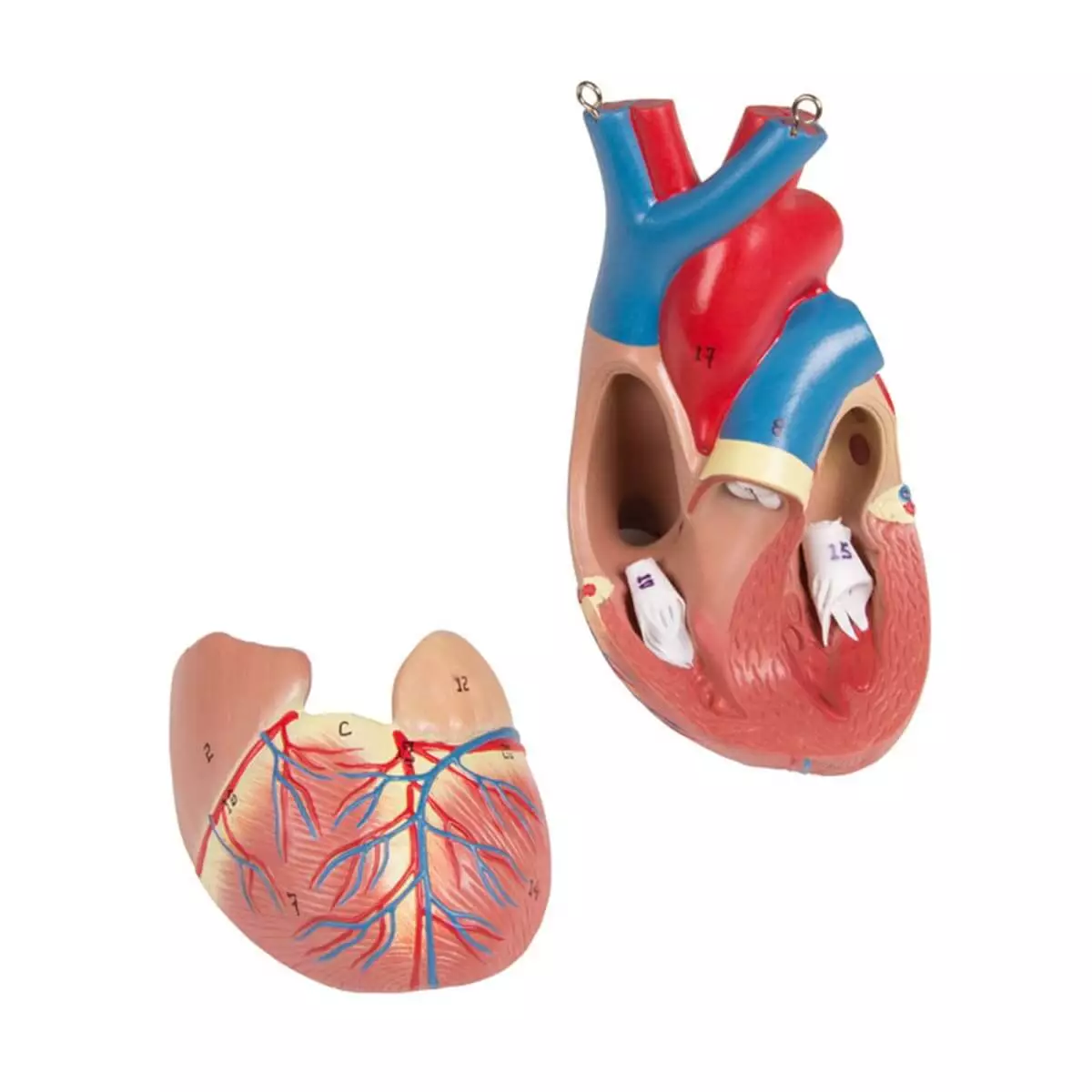  Torso model met open rug