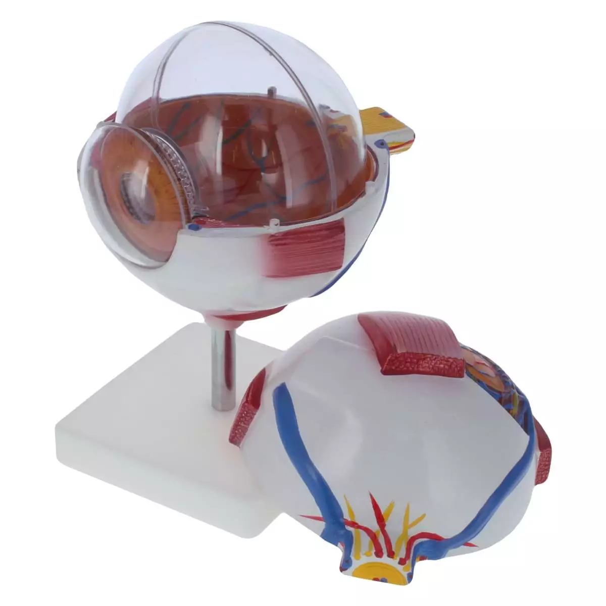  Model Anatomisch Oog