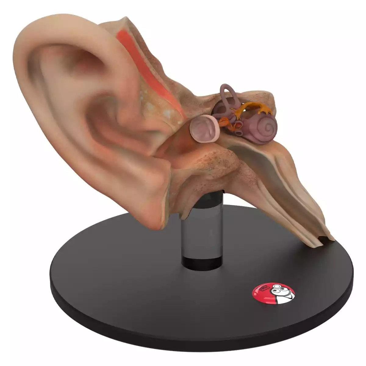  Anatomisch oormodel "Auris