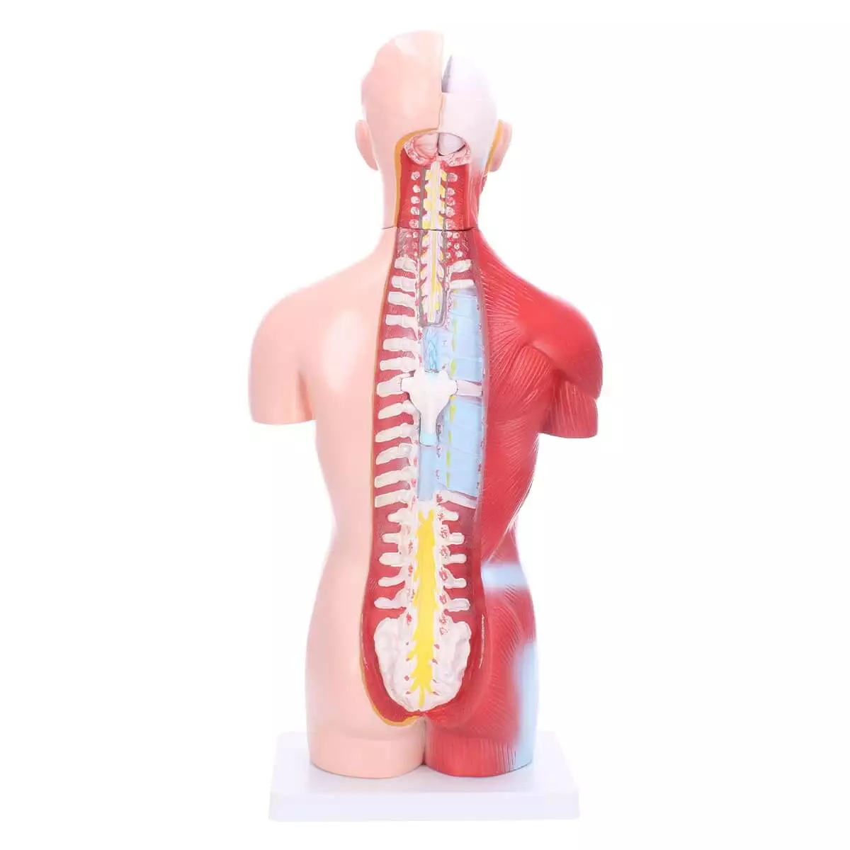  Torso-Modell