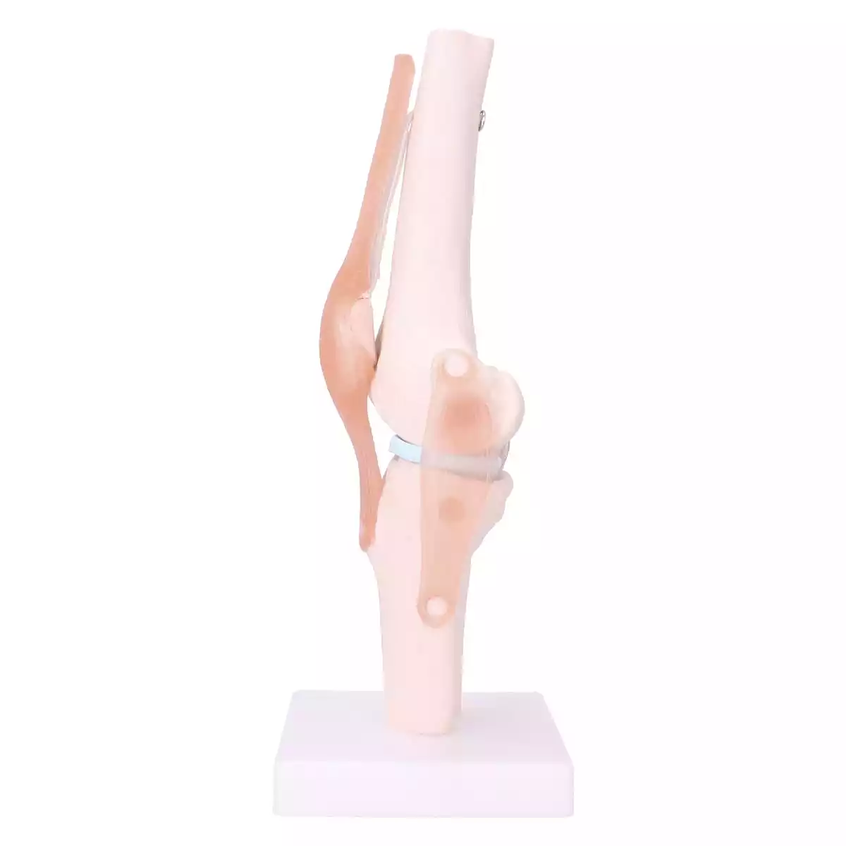  Anatomisch model kniegewricht