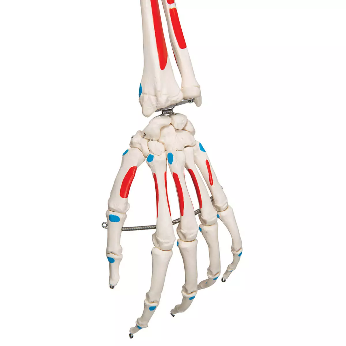 Max spierskeletmodel Max spierskeletmodel