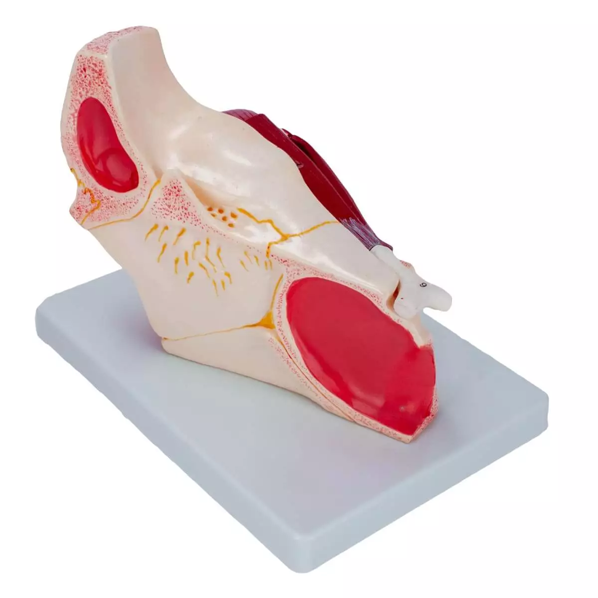  Anatomisch model oog