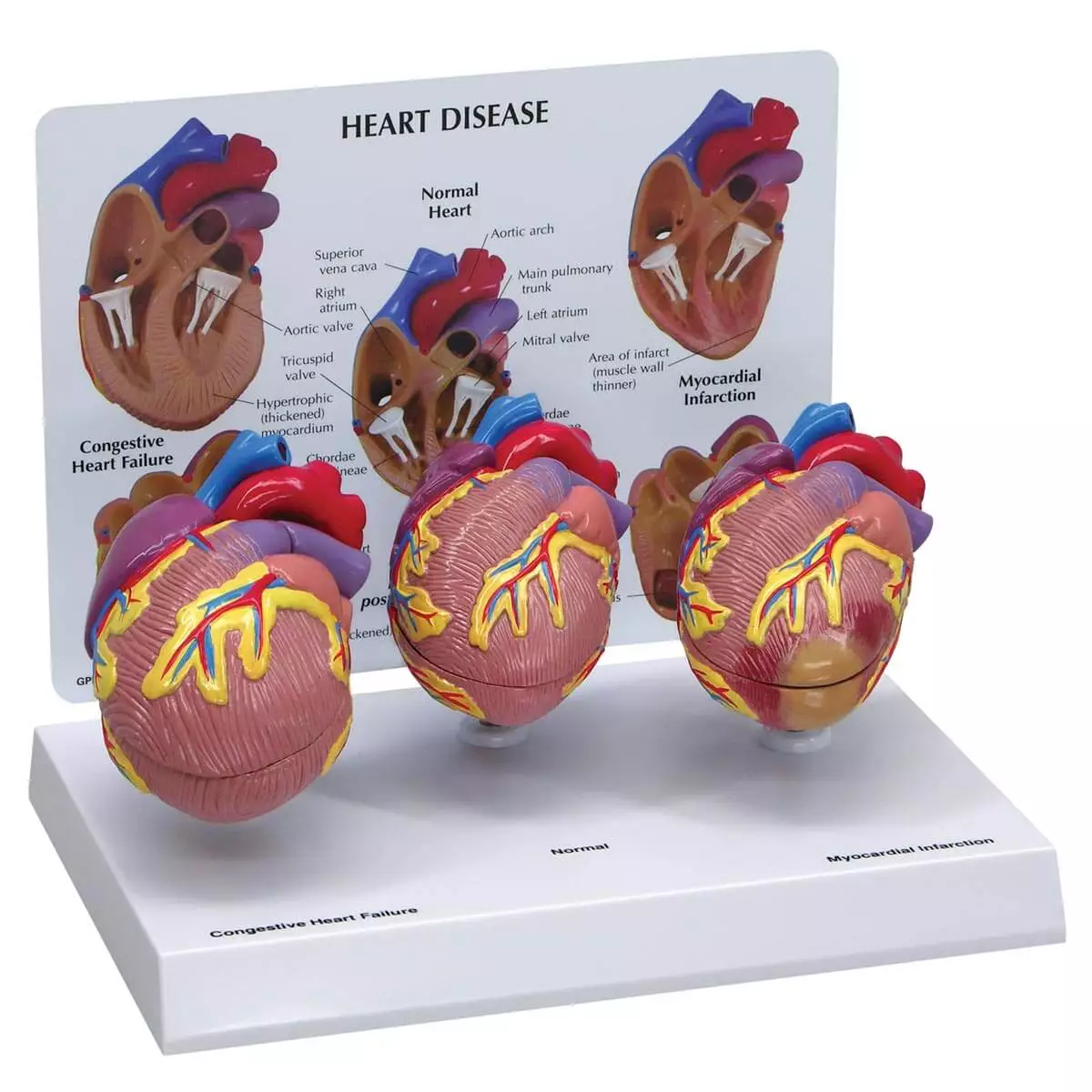 3 Mini Hart Model Set  3 Mini Hart Model Set