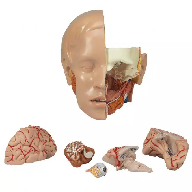  Model Classic Torso met open rug