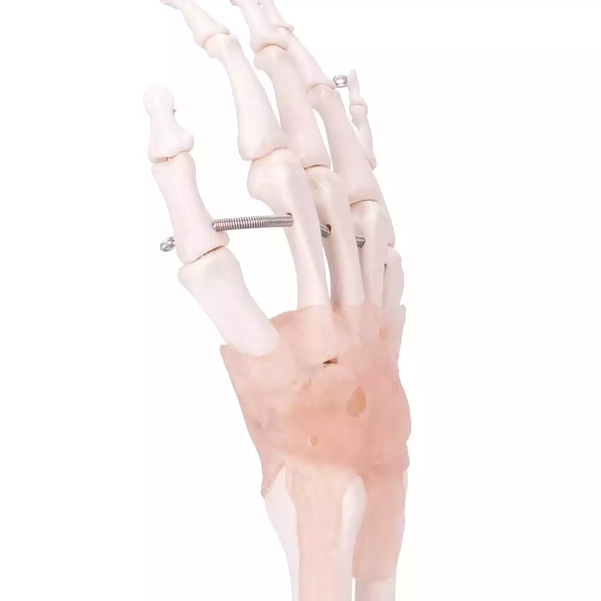  Model Anatomisch Hand Skelet