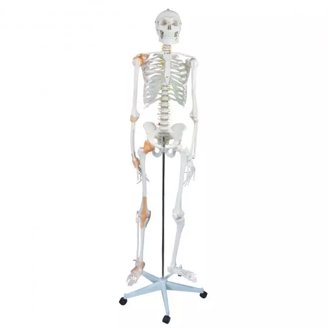 Flexibel menselijk skelet Flexibel menselijk skelet