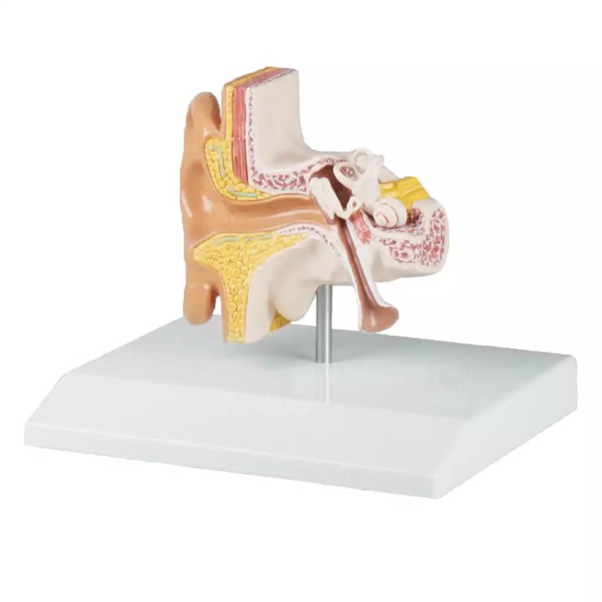 Modeloor voor EZ Augmented Anatomy Learning-app