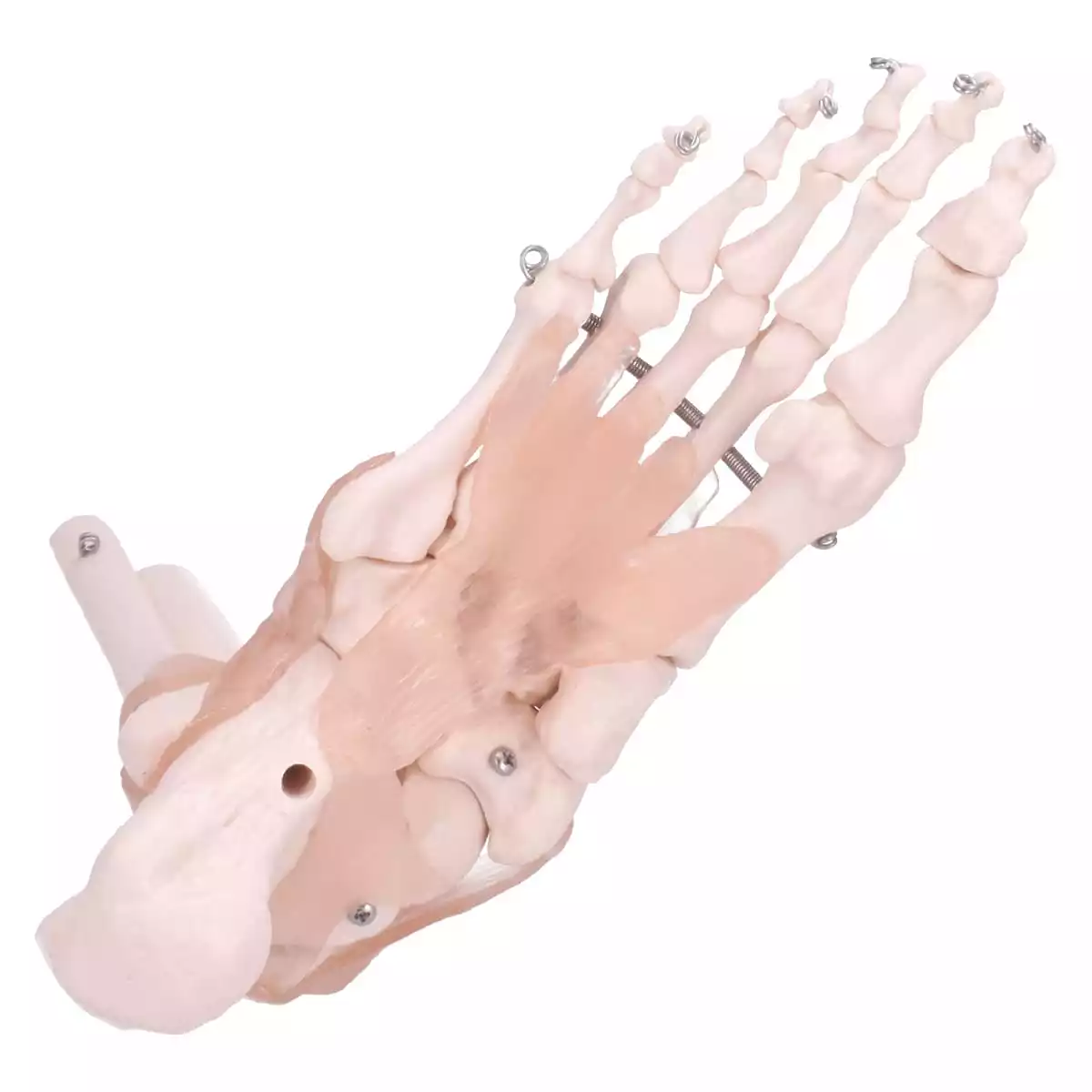  Model Anatomisch Voetskelet