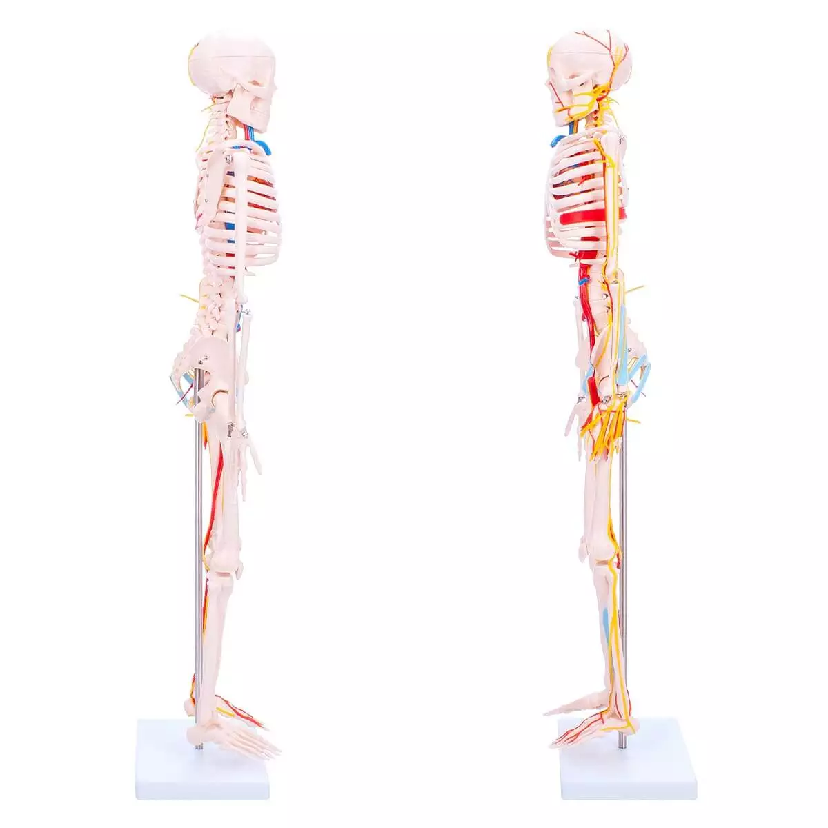 Anatomisch skeletmodel  Anatomisch skeletmodel