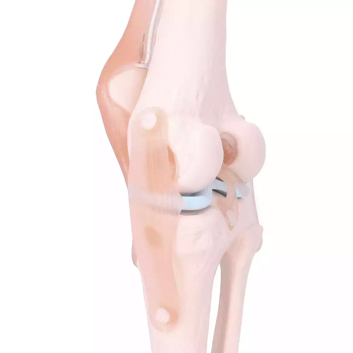  Anatomisch model kniegewricht