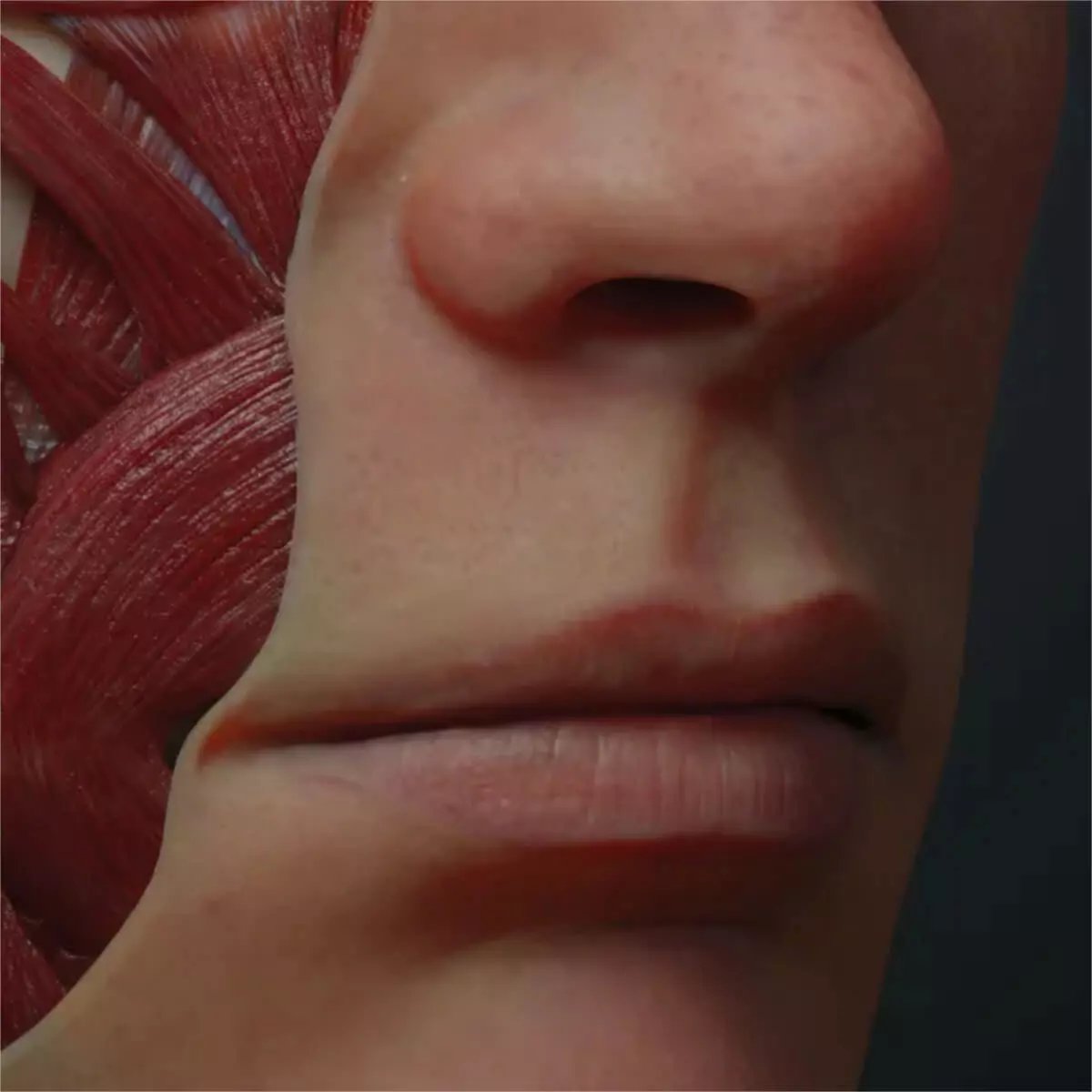 AnatomieARt Tabula Anatomica III