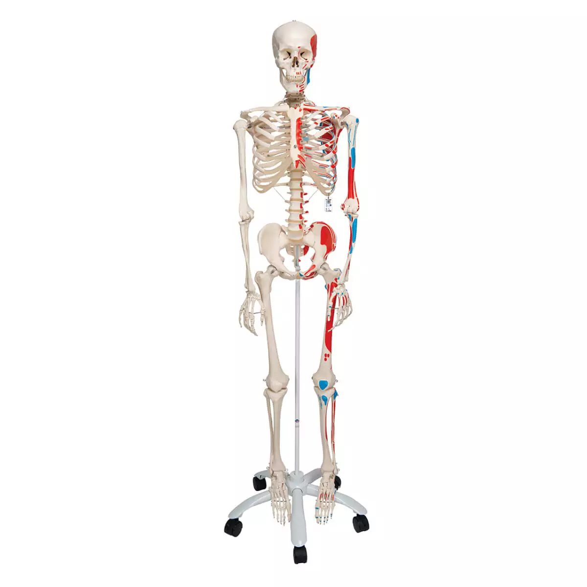 Max spierskeletmodel Max spierskeletmodel